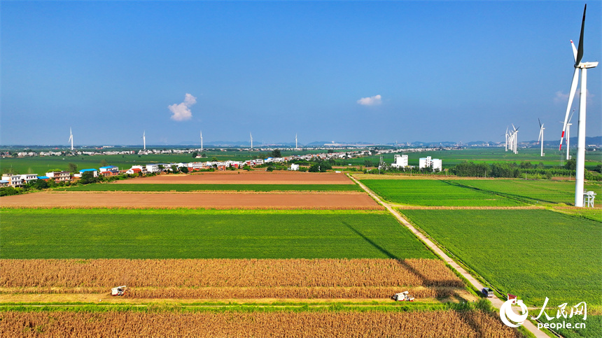 九江市柴桑區江洲鎮團洲村，收割機在田間忙著采收玉米，田園、綠樹、房舍與風力發電機相映襯、秋景如畫。人民網 朱海鵬攝