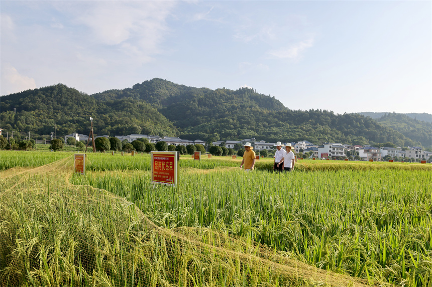 育種人員不誤農時忙于田間管理。鄧建萍攝