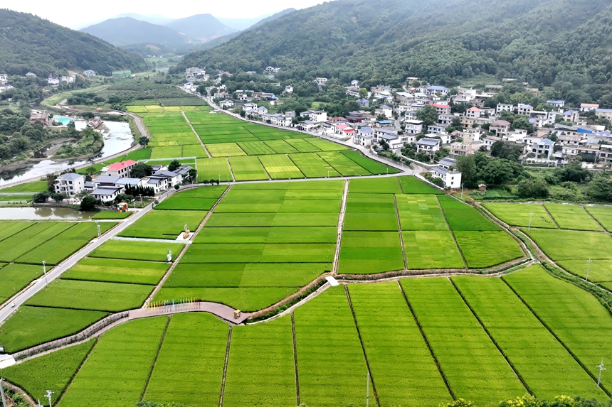 江西省萍鄉市湘東區麻山鎮汶泉村水稻制種基地的稻田景色（無人機照片）。李桂東攝