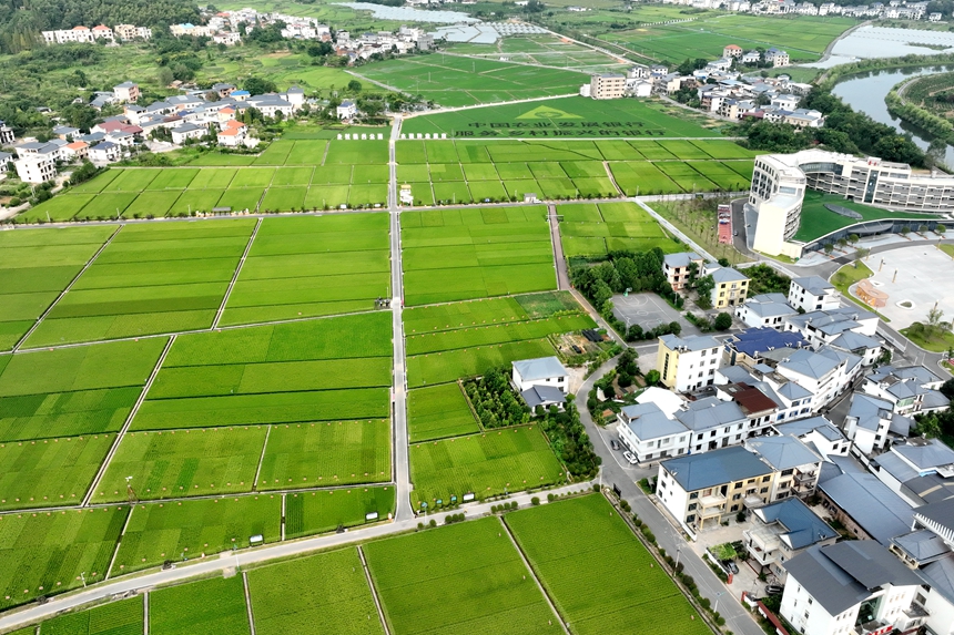 江西省萍鄉市湘東區麻山鎮汶泉村水稻制種基地的稻田景色（無人機照片）。李桂東攝