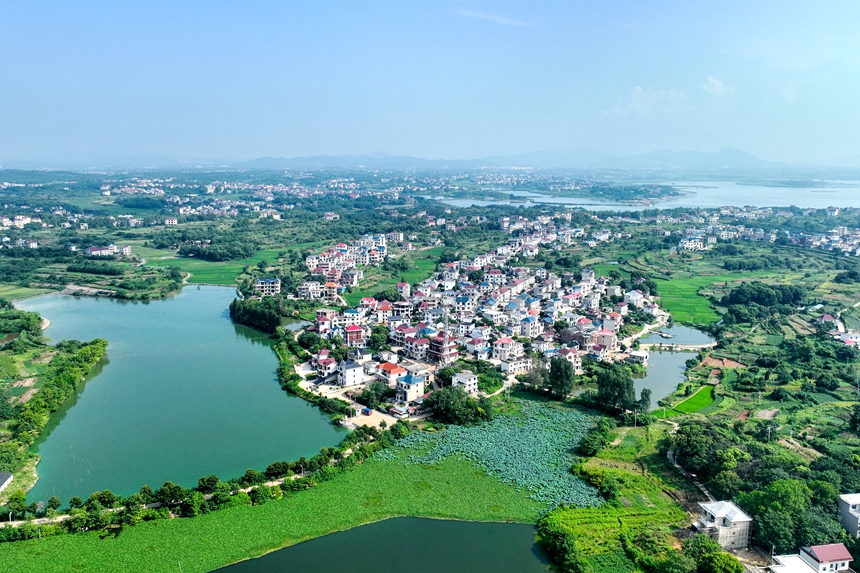 航拍鏡頭下的江西共青城市蘇家垱鄉，美景如畫。潘成攝