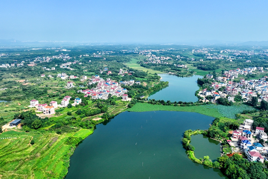 航拍鏡頭下的江西共青城市蘇家垱鄉，美景如畫。潘成攝