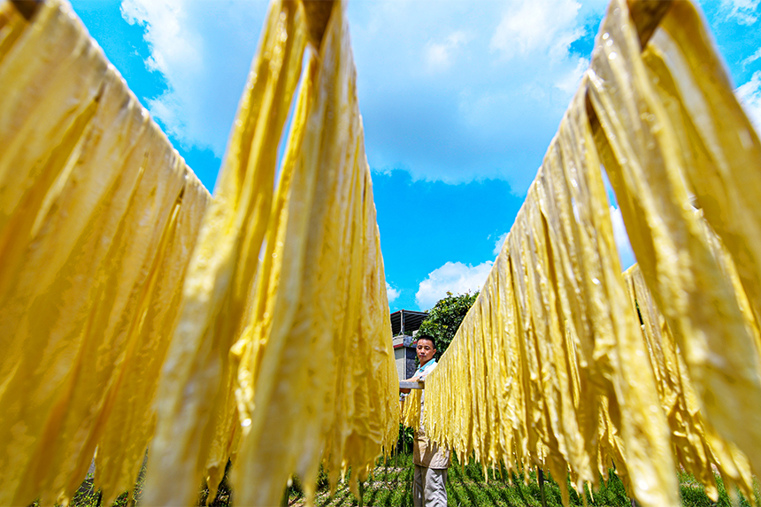 工人正在晾曬腐竹。詹繼成攝
