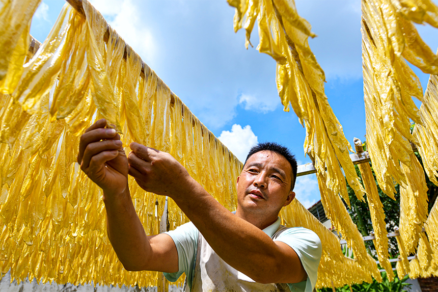 工人正在晾曬腐竹。詹繼成攝