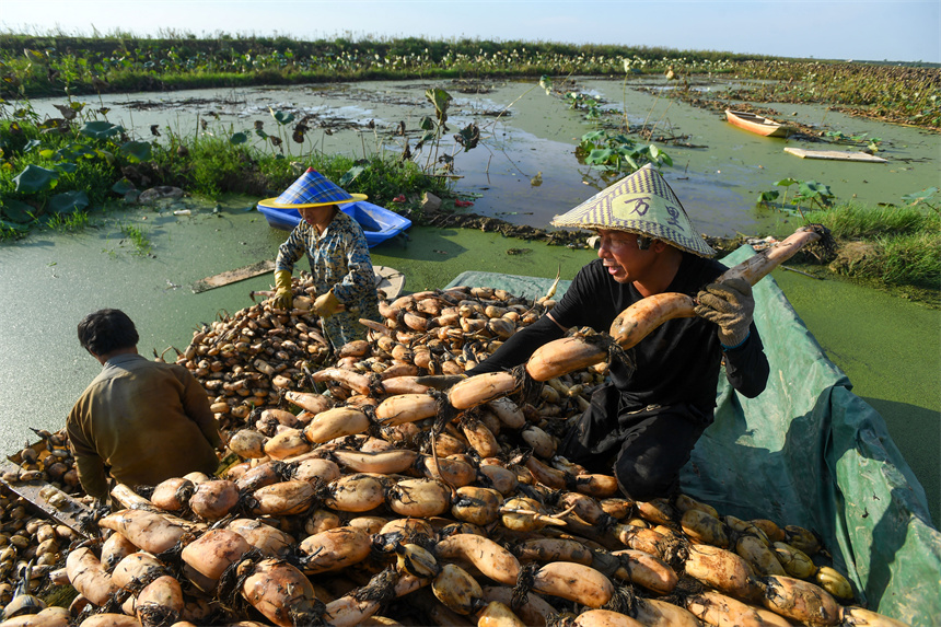 藕農將剛采收的蓮藕裝上車。周亮攝