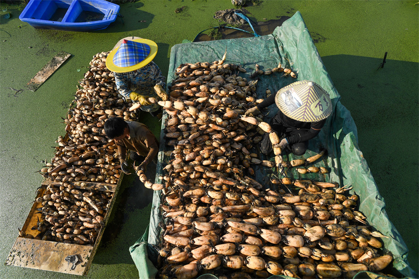 藕農將剛采收的蓮藕裝上車。周亮攝