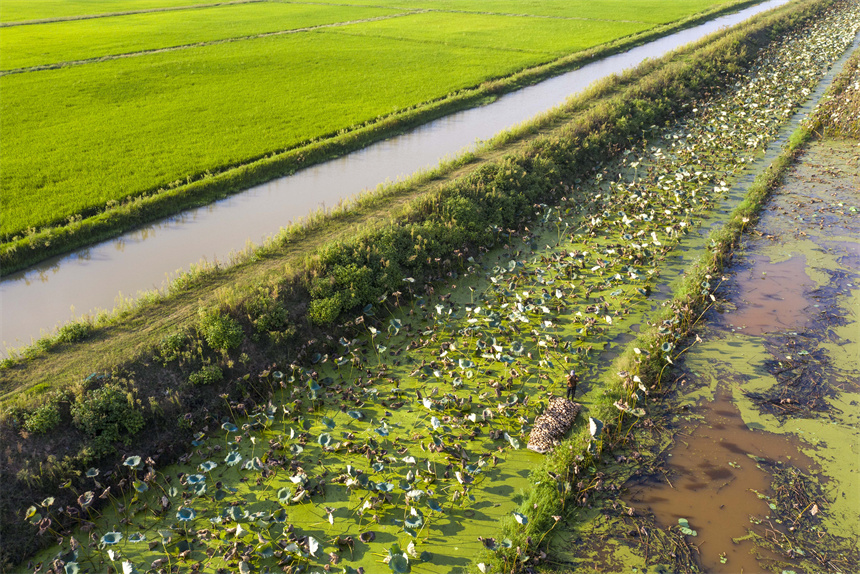 航拍豐城市同田鄉同田村千畝蓮藕種植基地。周亮攝
