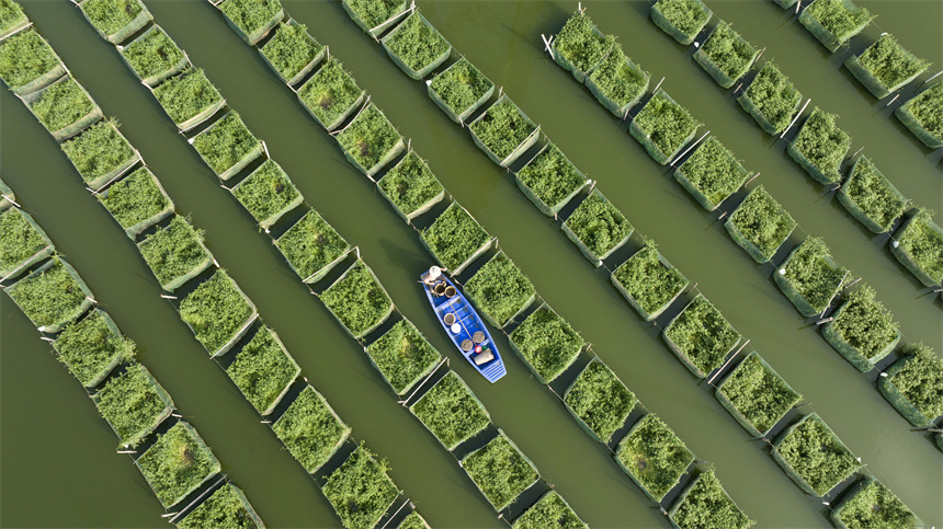 養殖戶劃著小船在給鱔魚投喂餌料。周亮攝