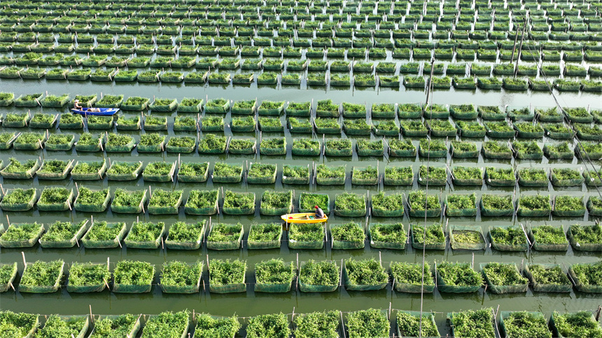 養殖戶劃著小船在給鱔魚投喂餌料。周亮攝