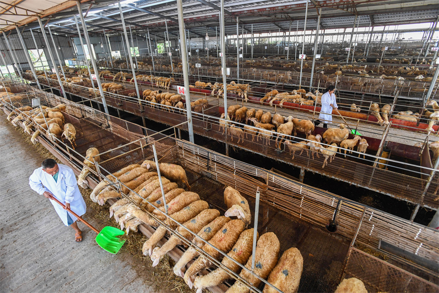 在樟樹市一家湖羊養殖場，工作人員在給湖羊喂食。周亮攝