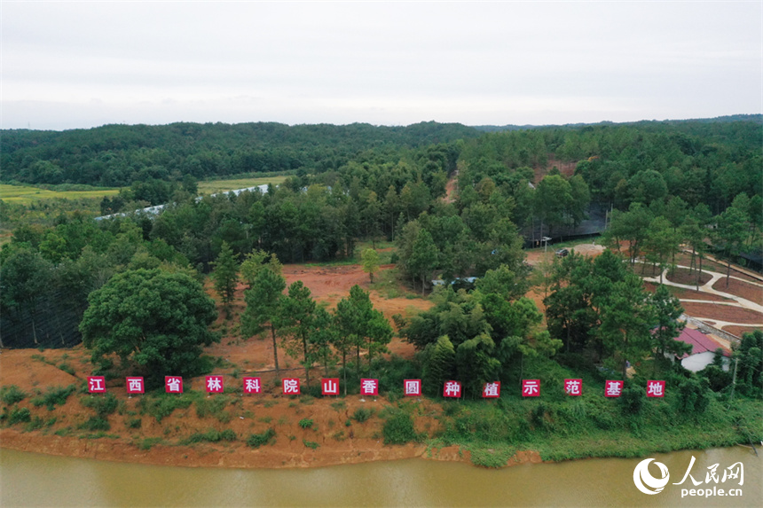 位于江西省安義縣新民鄉新民村的中藥材山香圓林下種植示范基地。 人民網記者 時雨攝