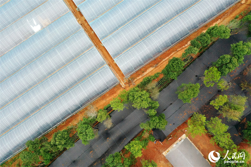 位于江西省安義縣新民鄉新民村的中藥材山香圓林下種植示范基地。 人民網記者 時雨攝