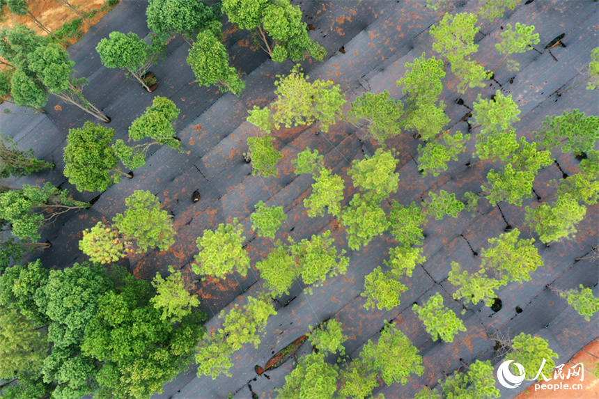 位于江西省安義縣新民鄉新民村的中藥材山香圓林下種植示范基地。 人民網記者 時雨攝