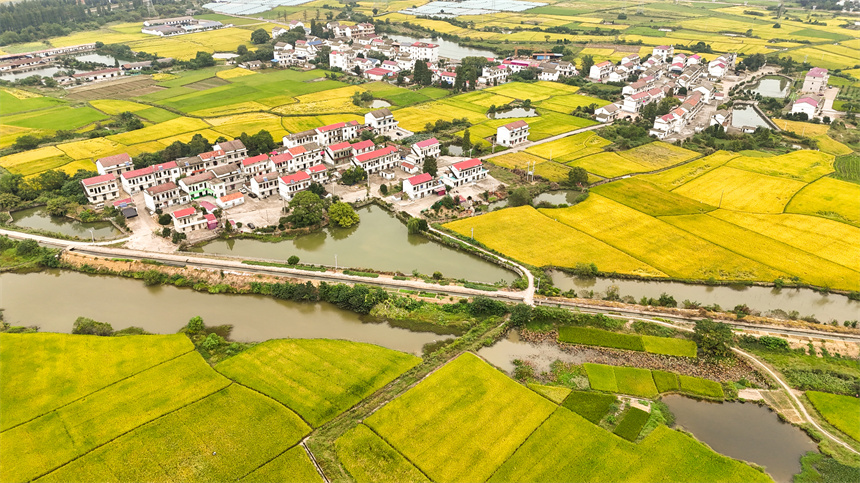 穿梭在田野上的高鐵猶如鋼鐵巨龍，在橋上迎面交匯。車馳攝