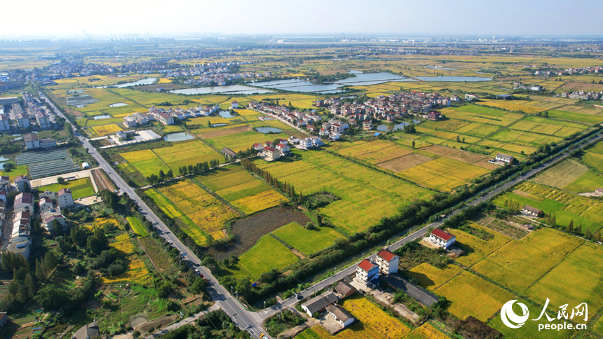 航拍南昌縣涇口鄉，廣袤的稻田與村莊、道路、橋梁構成了一幅美麗的豐收畫卷。人民網記者 毛思遠攝