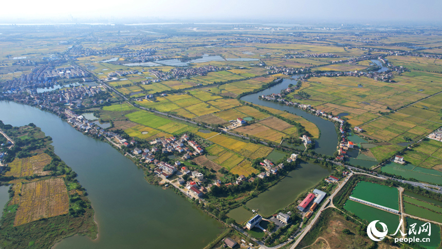 航拍南昌縣涇口鄉，廣袤的稻田與村莊、道路、橋梁構成了一幅美麗的豐收畫卷。人民網記者 毛思遠攝