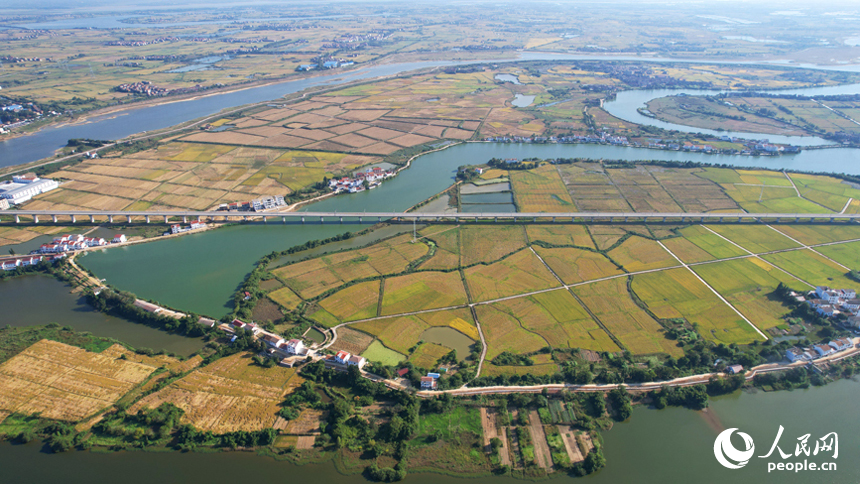 航拍南昌縣涇口鄉，廣袤的稻田與村莊、道路、橋梁構成了一幅美麗的豐收畫卷。人民網記者 毛思遠攝