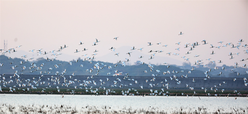 鳥兒們或追逐嬉戲，或高空翱翔，或水上悠閑覓食。李文琪攝