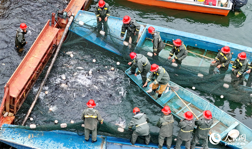 村民在江西省贛州市崇義縣過埠鎮的陽明湖水域捕魚，處處是魚躍人歡的豐收景象。人民網 朱海鵬攝