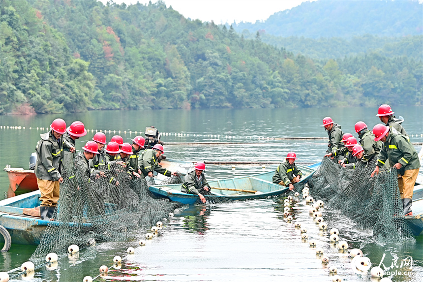 村民在江西省贛州市崇義縣過埠鎮的陽明湖水域捕魚，處處是魚躍人歡的豐收景象。人民網 朱海鵬攝