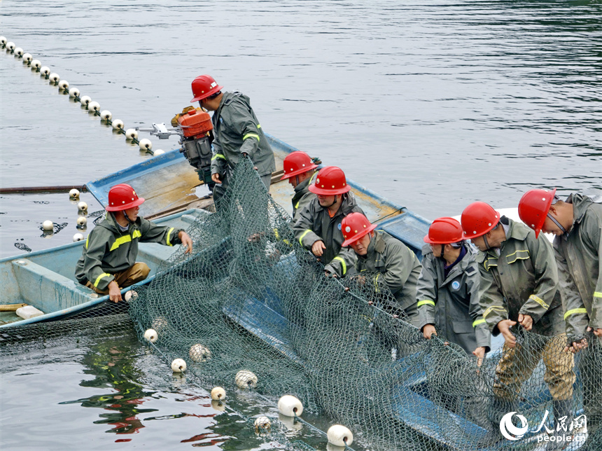 村民在江西省贛州市崇義縣過埠鎮的陽明湖水域捕魚，處處是魚躍人歡的豐收景象。人民網 朱海鵬攝