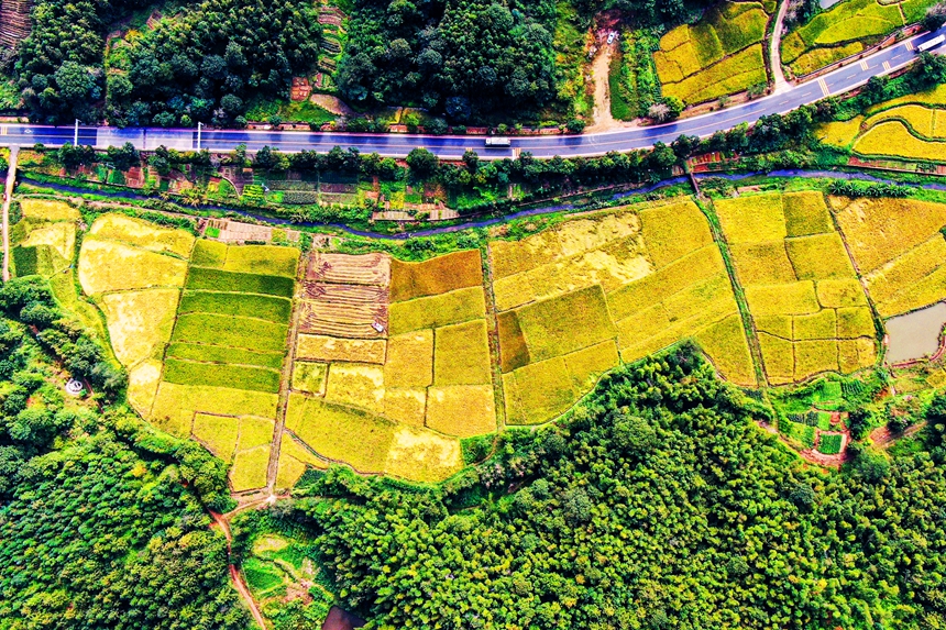 村民正駕駛收割機收割水稻。詹繼成攝