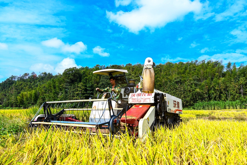 村民正駕駛收割機收割水稻。詹繼成攝
