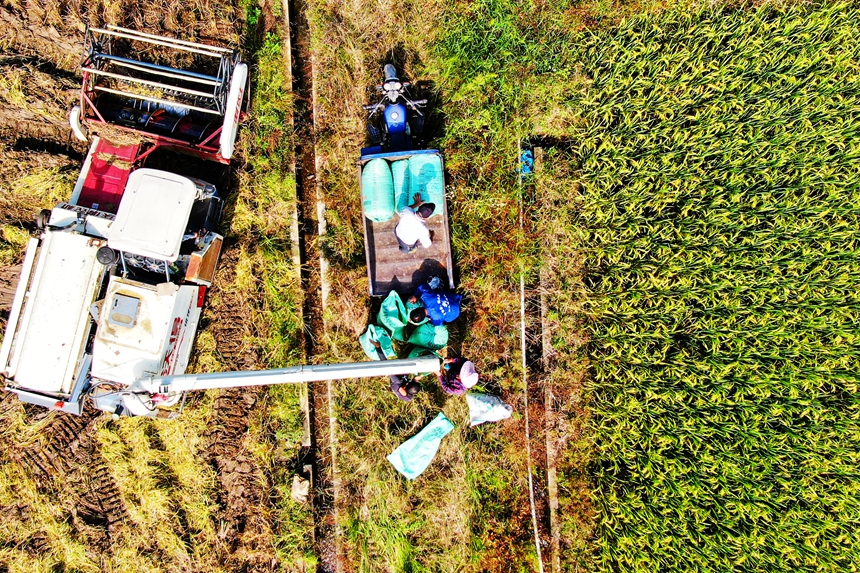 村民正在稻田里作業。詹繼成攝