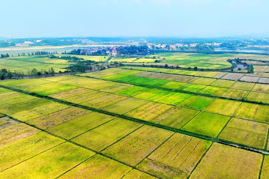 航拍鏡頭下的共青城市澤泉鄉，目之所及皆是美景。潘成攝
