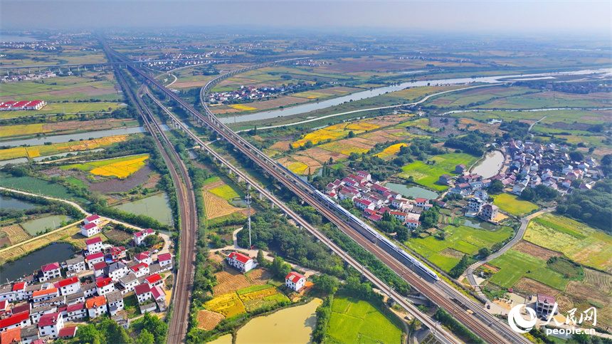 飛馳而過的高鐵列車與金色稻田、紅色屋頂的小洋樓相映襯。人民網 朱海鵬攝