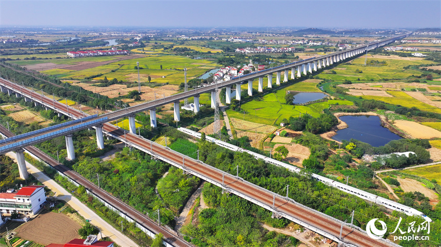飛馳而過的高鐵列車與金色稻田、紅色屋頂的小洋樓相映襯。人民網 朱海鵬攝