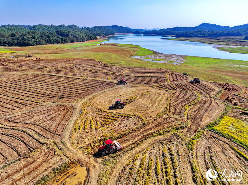 村民駕駛油菜翻耕施肥播種一體機進行犁地、耕整、播種作業。人民網 朱海鵬攝