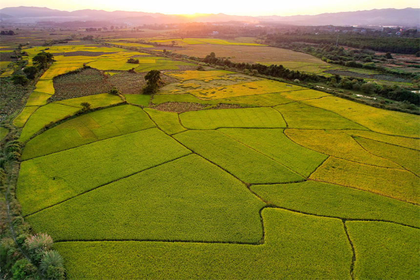 航拍下的江西省撫州市廣昌縣頭陂鎮西港村沃野上，一片片成熟的晚稻田如一塊塊金色的地毯。曾恒貴攝