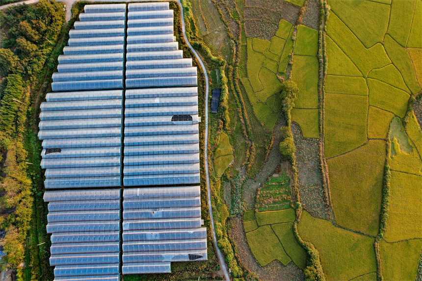 一座座集中連片的設施蔬菜大棚好似一個個“琴鍵”，在沃野上奏響著鄉村振興協奏曲。危仁鵬攝