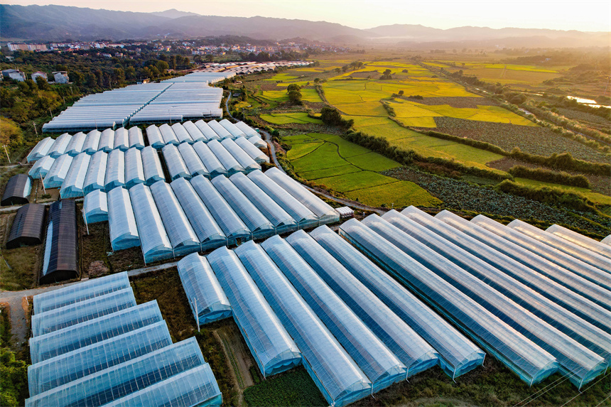 一座座集中連片的設施蔬菜大棚好似一個個“琴鍵”，在沃野上奏響著鄉村振興協奏曲。危仁鵬攝
