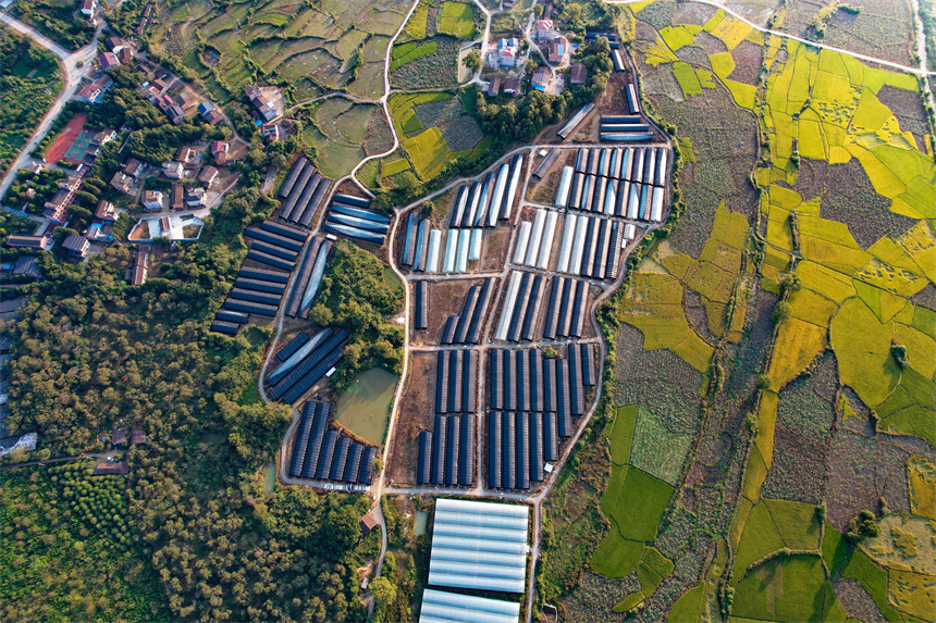 航拍江西省撫州市廣昌縣頭陂鎮西港村大棚蔬菜種植基地。危仁鵬攝