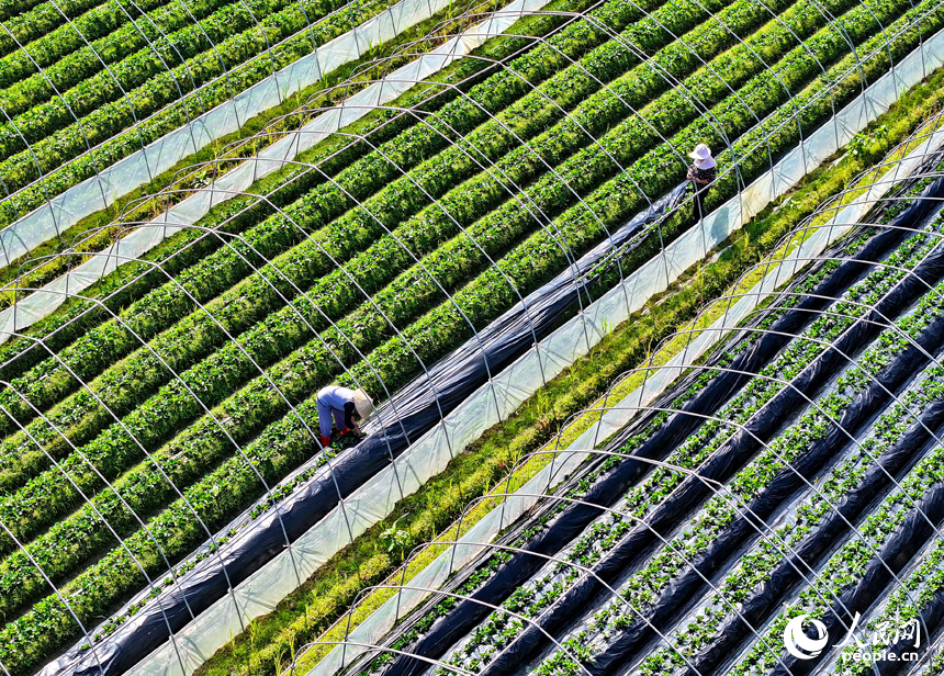 草莓種植基地，農事“鐘點工”在給草莓幼苗進行管護作業。人民網 朱海鵬攝