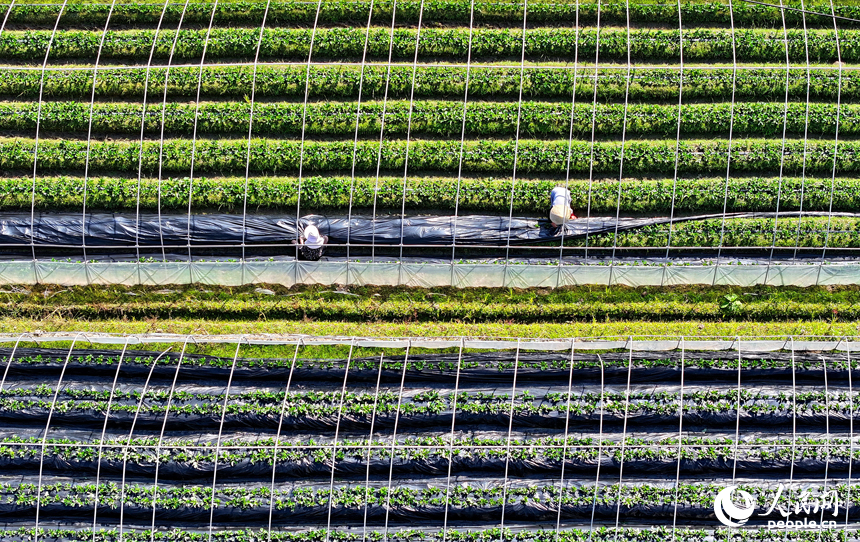 草莓種植基地，農事“鐘點工”在給草莓幼苗進行管護作業。人民網 朱海鵬攝