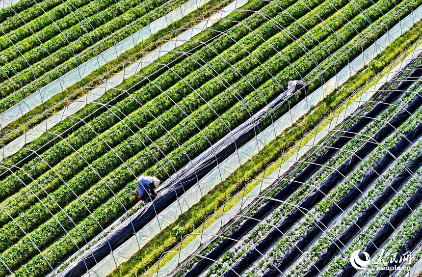 草莓種植基地，農事“鐘點工”在給草莓幼苗進行管護作業。人民網 朱海鵬攝