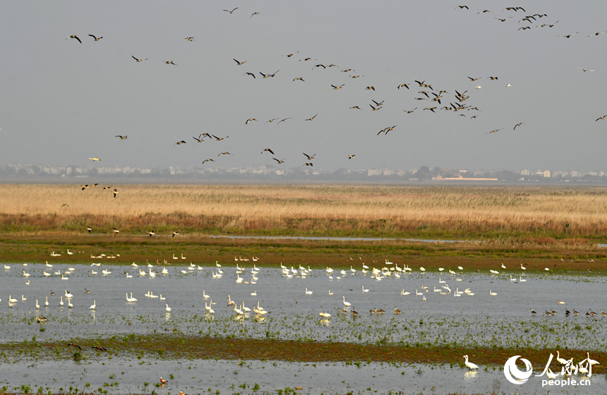 越冬候鳥云集鄱陽湖，它們或在空中飛翔，或在湖泊中覓食。 人民網記者 時雨攝