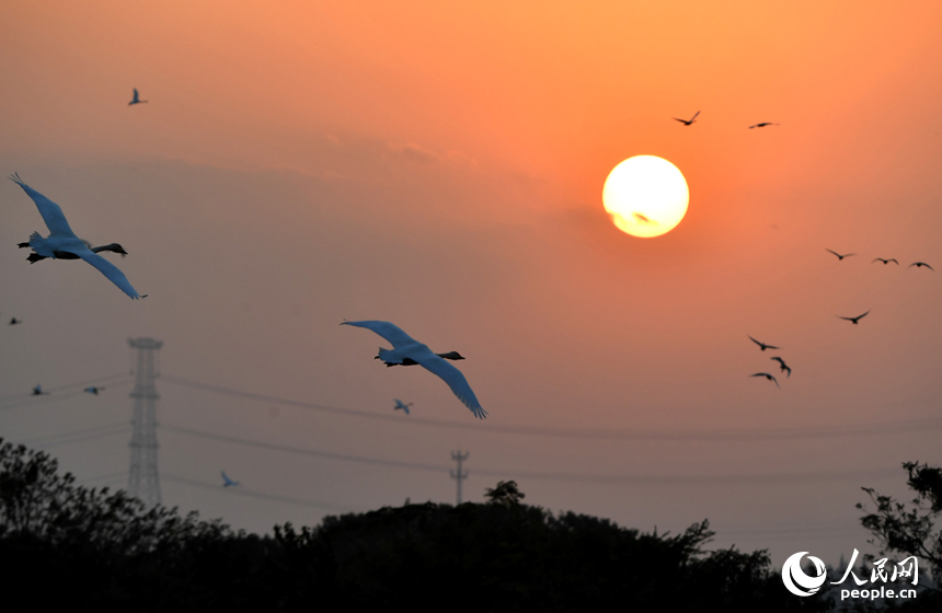 夕陽西下，候鳥歸巢。 人民網記者 時雨攝