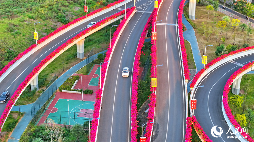 贛州市城區多條高架路上的三角梅競相綻放。人民網 朱海鵬攝