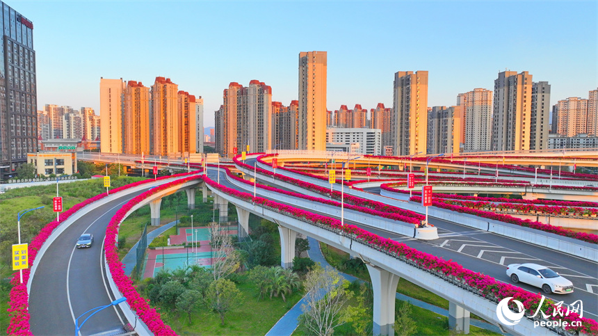 贛州市城區多條高架路上的三角梅競相綻放。人民網 朱海鵬攝