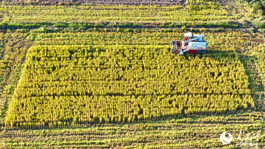 收割機在稻田間來回作業，一株株水稻通過脫粒后進入谷倉，實現顆粒歸倉。人民網 朱海鵬攝