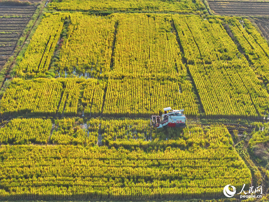 收割機在稻田間來回作業，一株株水稻通過脫粒后進入谷倉，實現顆粒歸倉。人民網 朱海鵬攝
