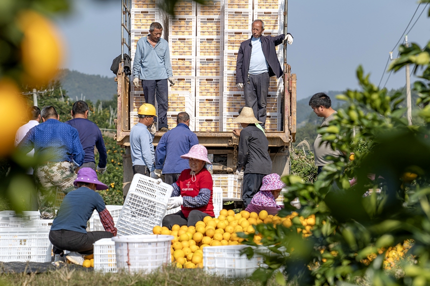 果農正在分揀臍橙。張元兵攝