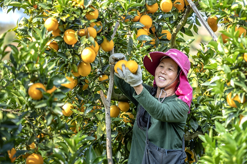 果農們搶抓晴好天氣忙著采摘臍橙。 張元兵攝