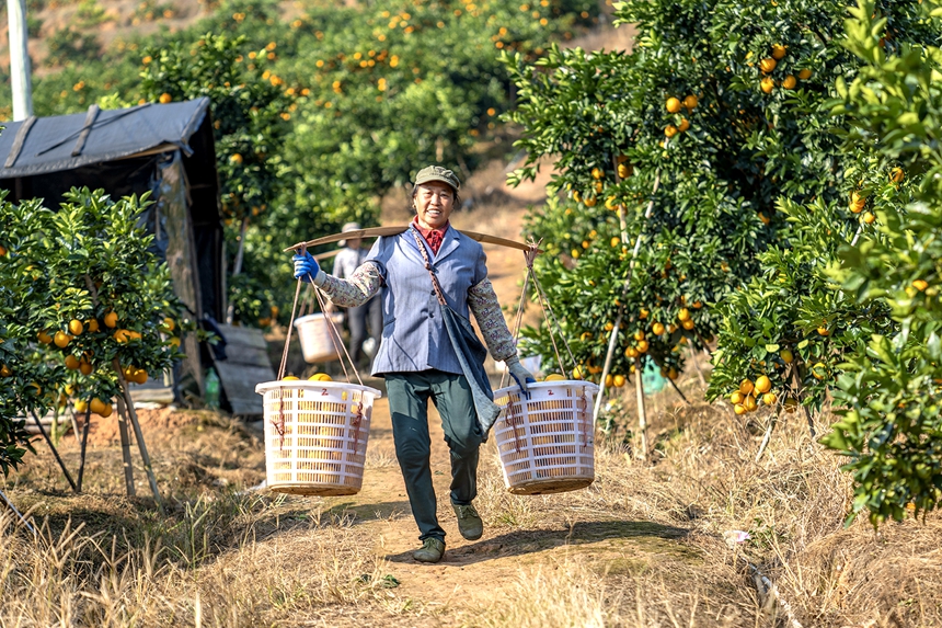 近千畝臍橙迎來豐收。王芊攝