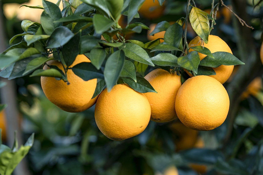 近千畝臍橙迎來豐收。王芊攝