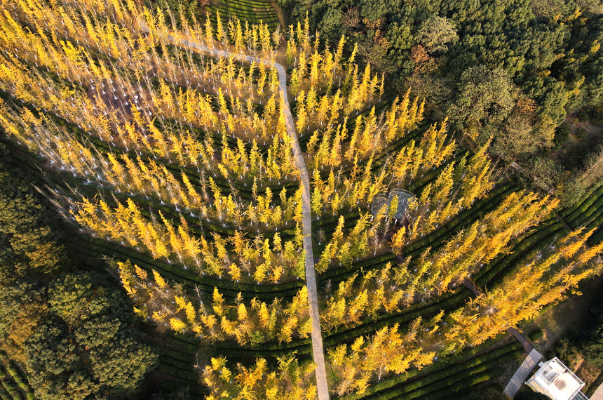 江西省南昌縣鳳凰溝景區銀杏迎來最佳觀賞季。虞亮亮攝